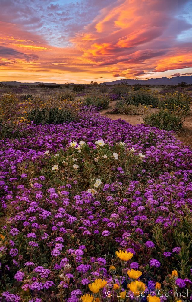 Spring Sunrise, Anza Borrego Photography Art | The Carmel Gallery