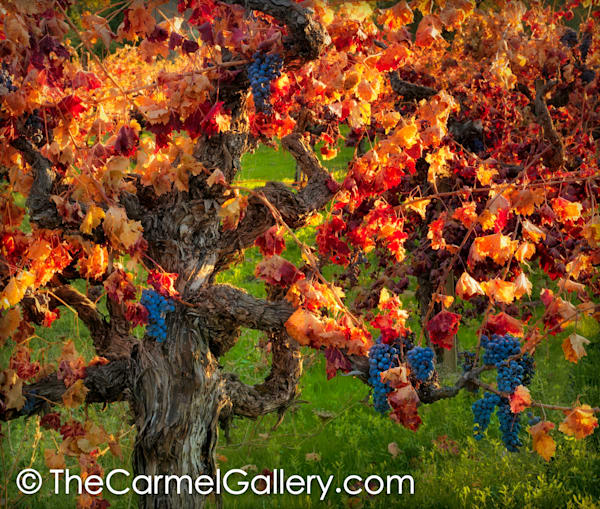 Ancient Vines