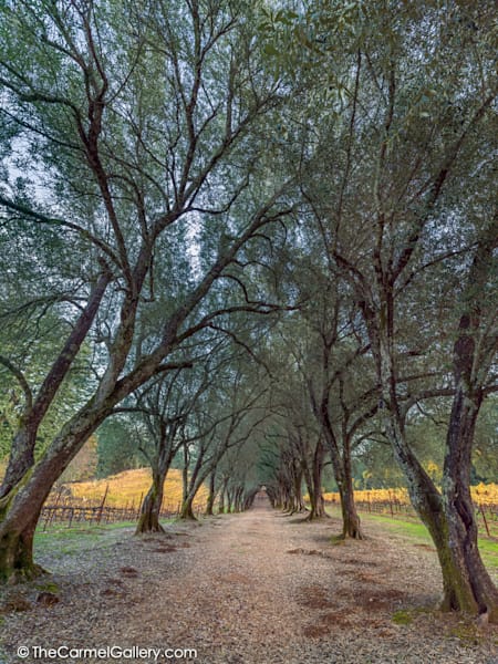 Ancient Grove