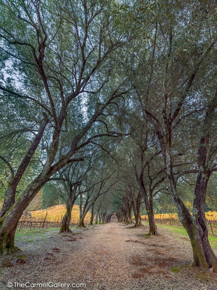 Ancient Grove