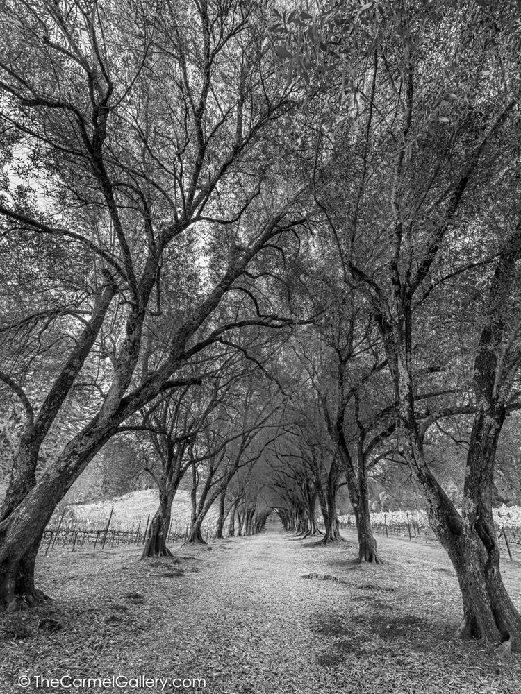 Ancient Grove I