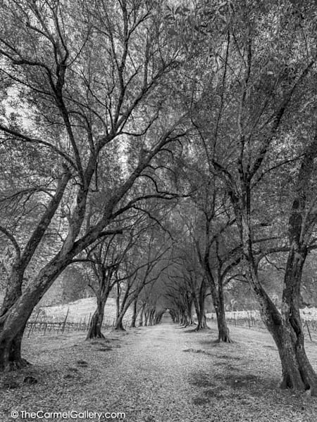 Ancient Grove I