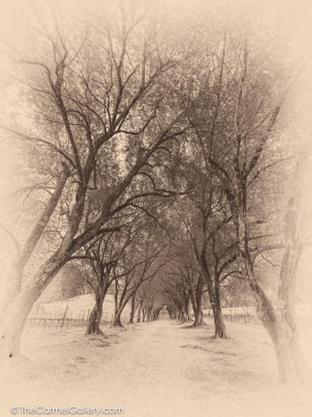 Ancient Grove II