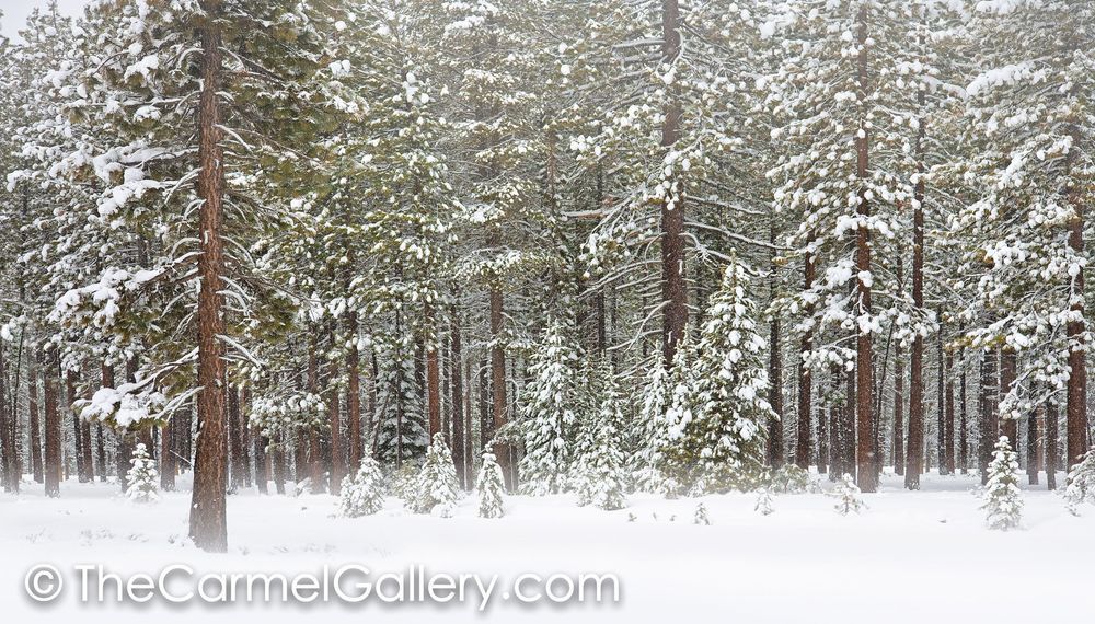 Fresh Snow Winter Evergreens