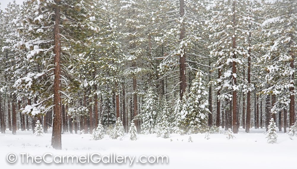 Fresh Snow Winter Evergreens