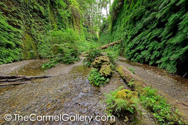 Fern Canyon