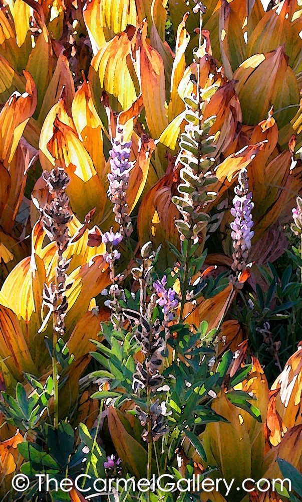 Fall Corn Lillies