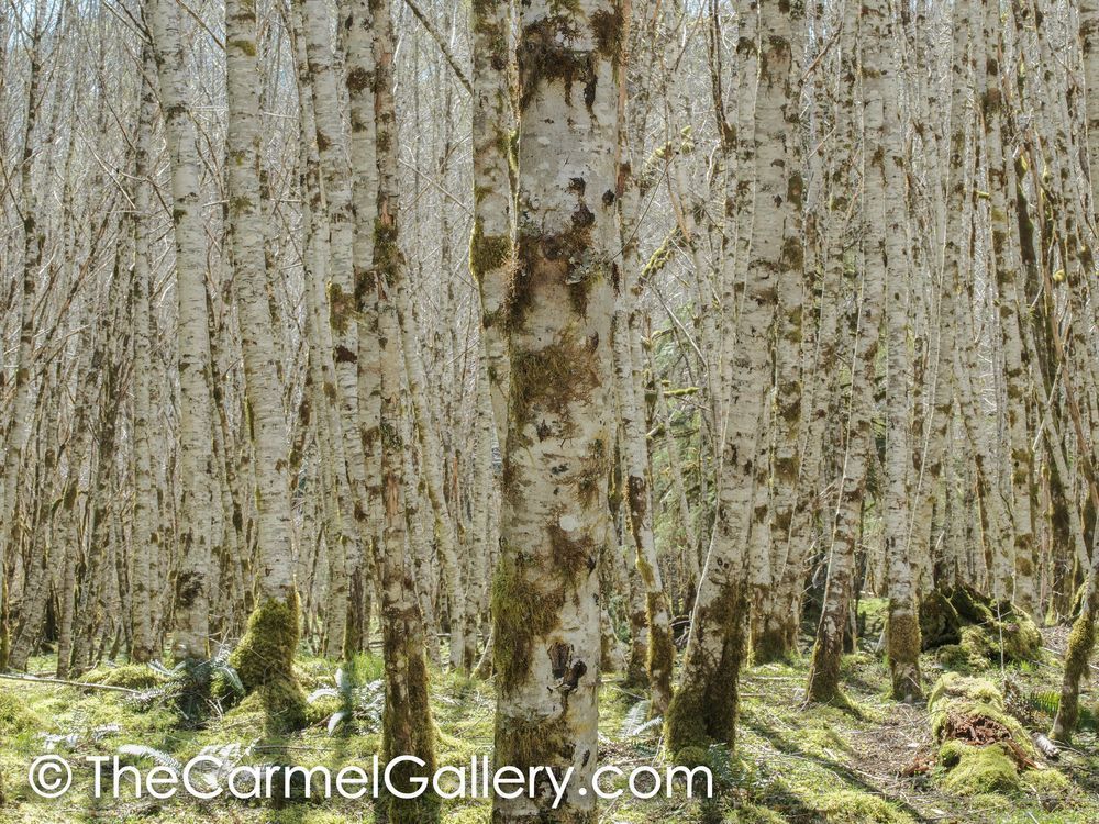 Forest Illusion