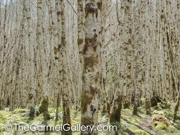 Forest Illusion