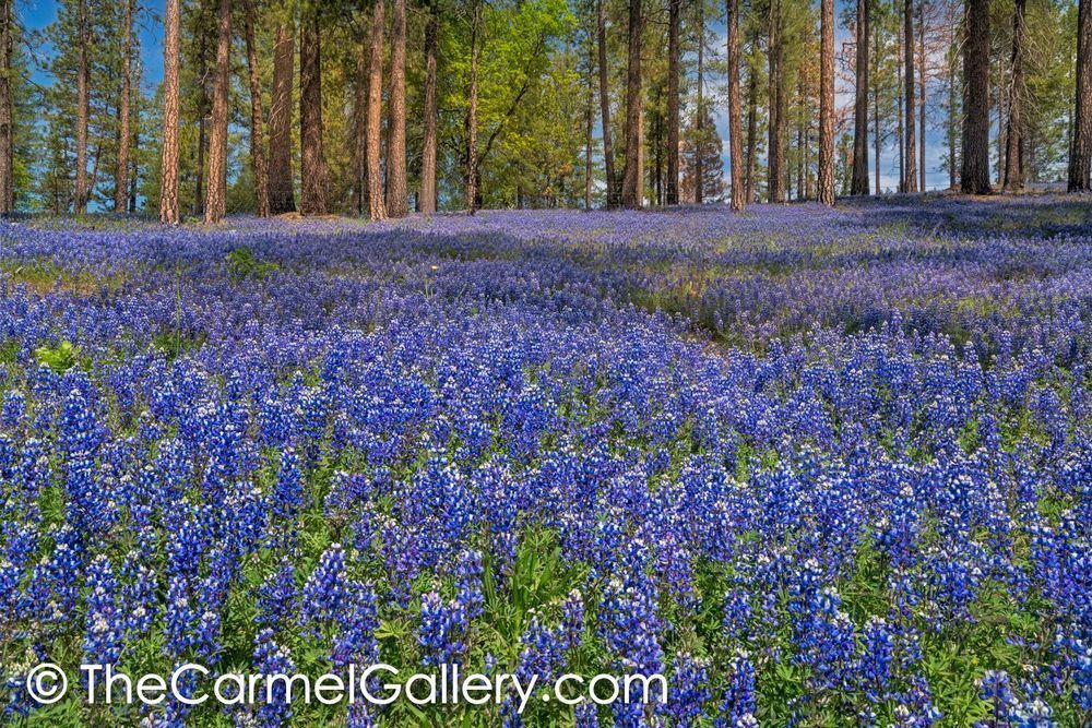 Forest Lupines