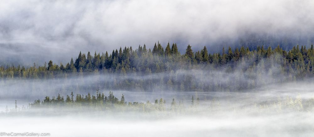 Forest Mist Photography Art | The Carmel Gallery