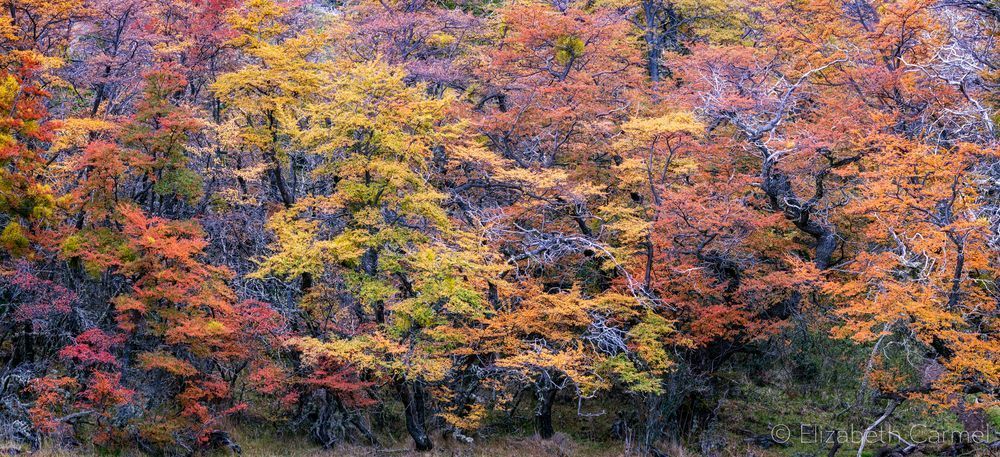 Forest Symphony Photography Art | The Carmel Gallery
