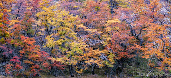 Forest Symphony Photography Art | The Carmel Gallery