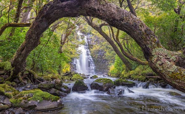 Forest Passage Photography Art | The Carmel Gallery