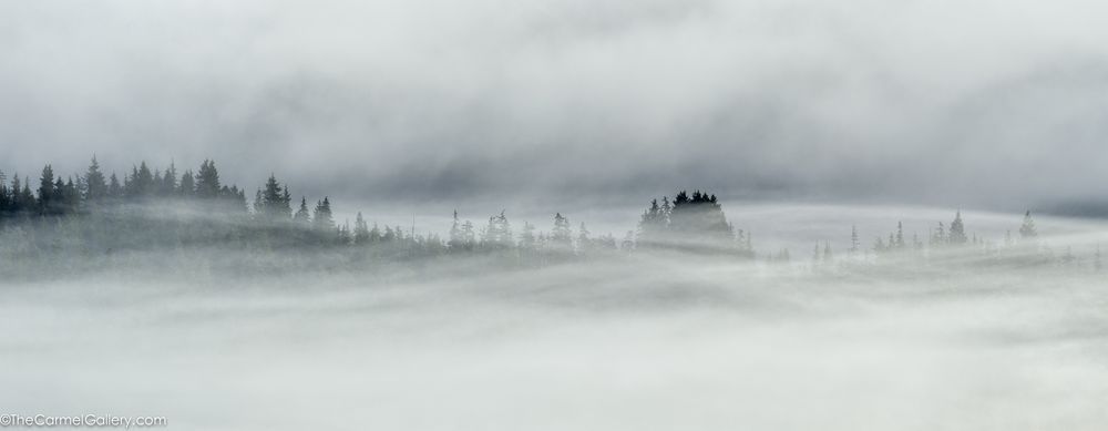 Forest Threads Photography Art | The Carmel Gallery