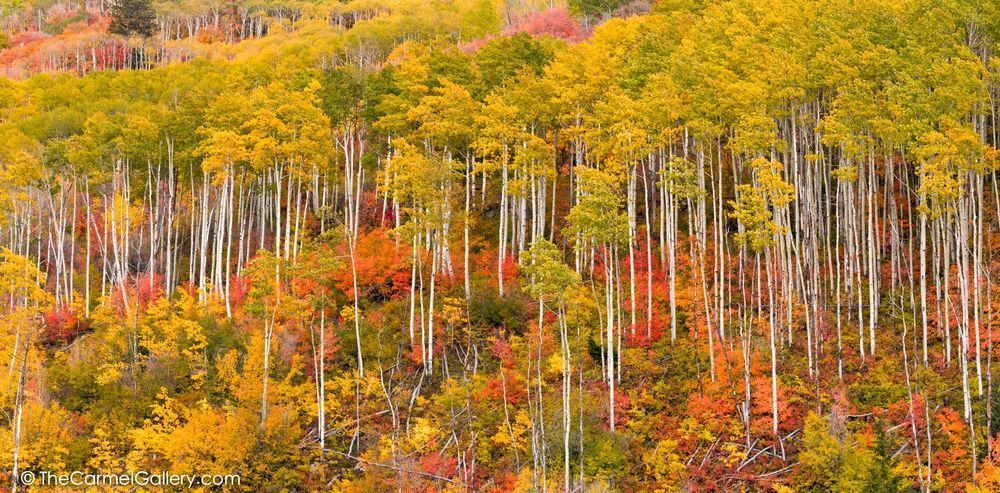 Aspen Forest in Autumn photo