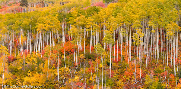 Aspen Forest in Autumn photo