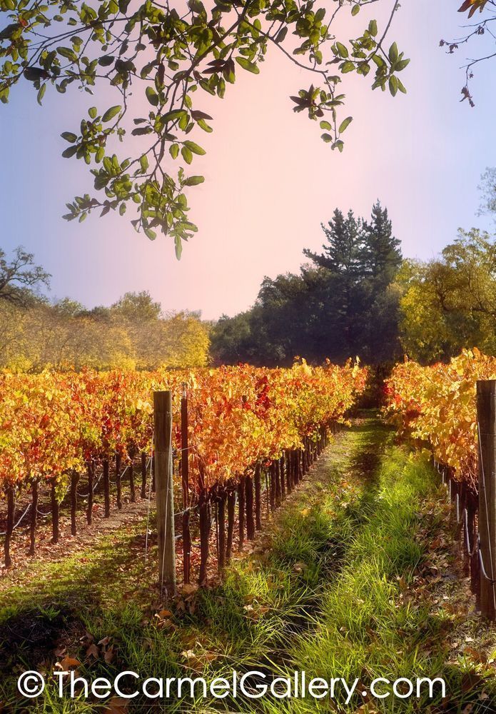 Foggy Vineyard Morning
