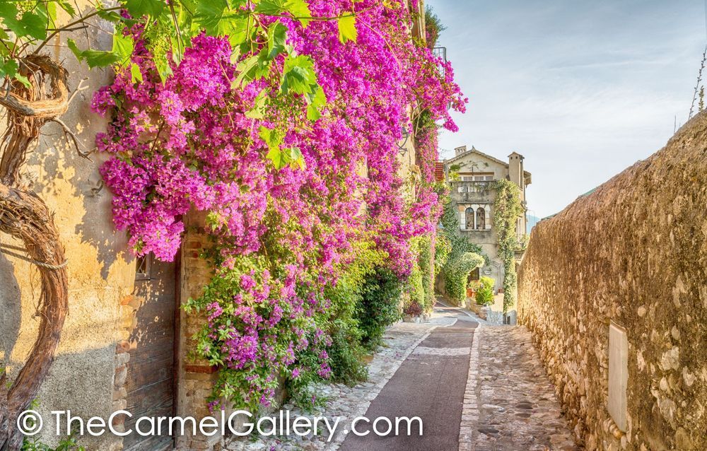 Flowered Walkway Provence
