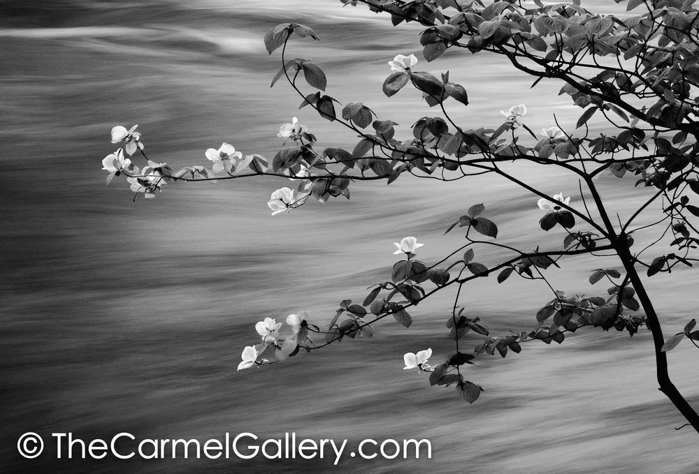 First Light Spring Blossoms BW