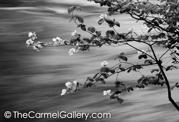 First Light Spring Blossoms BW