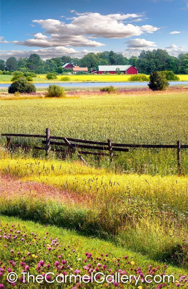 Fields of Gold