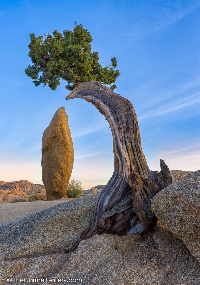 Juniper Guardian Photography Art | The Carmel Gallery