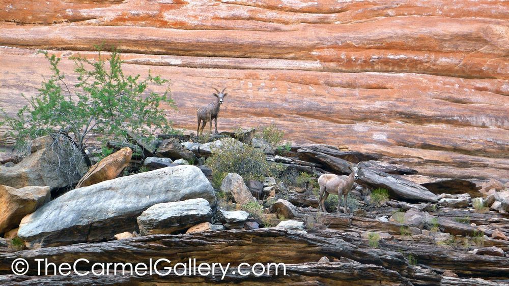 Grand Canyon Bighorn