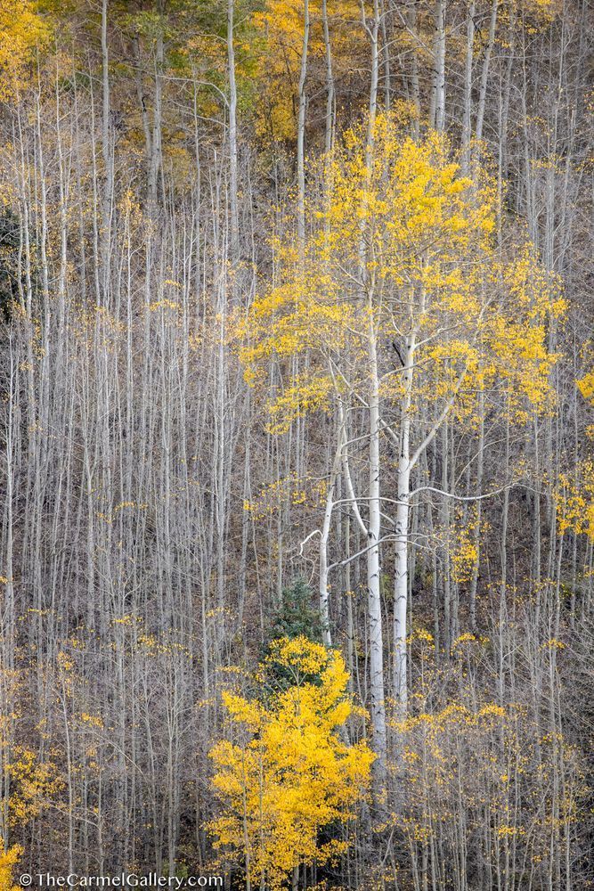 Gossamer Forest Ii Photography Art | The Carmel Gallery