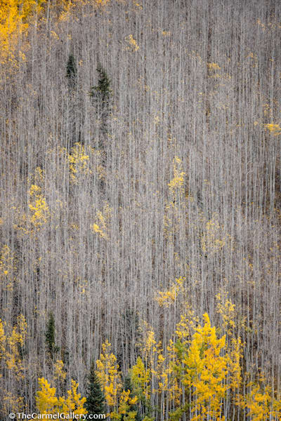 Gossamer Forest I Photography Art | The Carmel Gallery