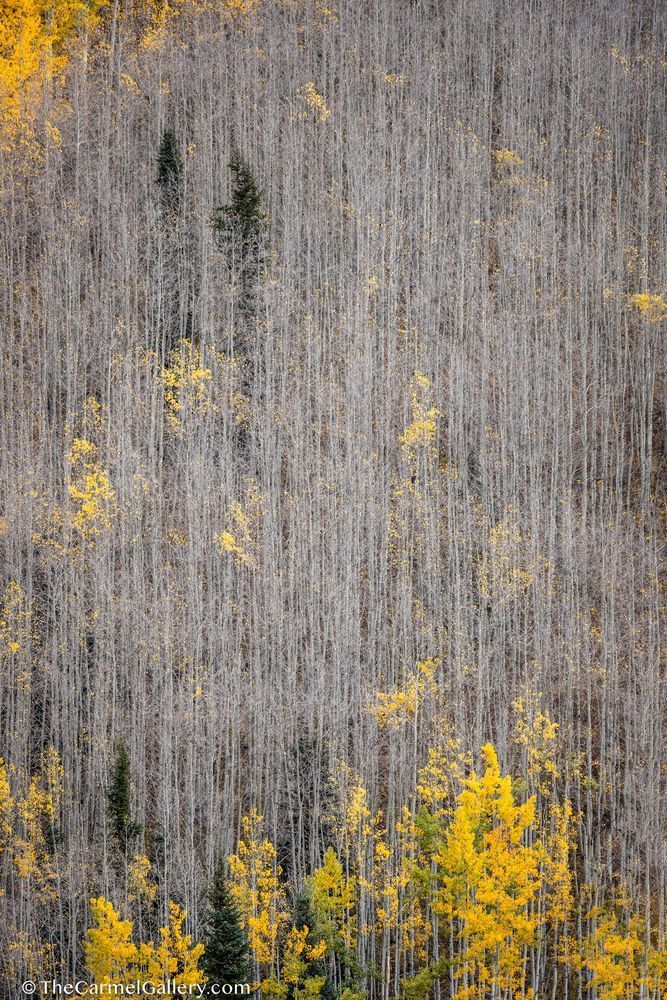 Gossamer Forest I Photography Art | The Carmel Gallery