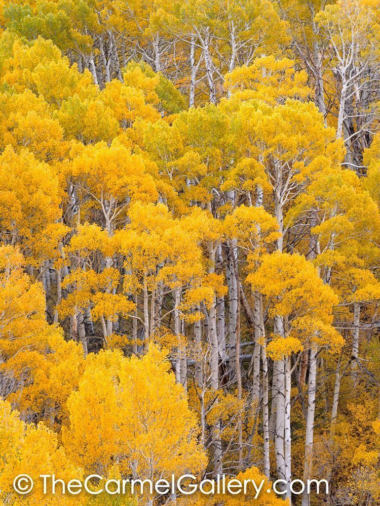 Golden Canopy