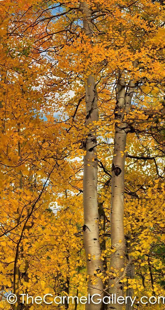 Golden Aspens