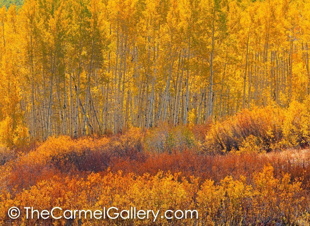 Golden Glow