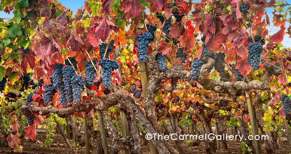 Golden Enlightenment Photography Art | The Carmel Gallery