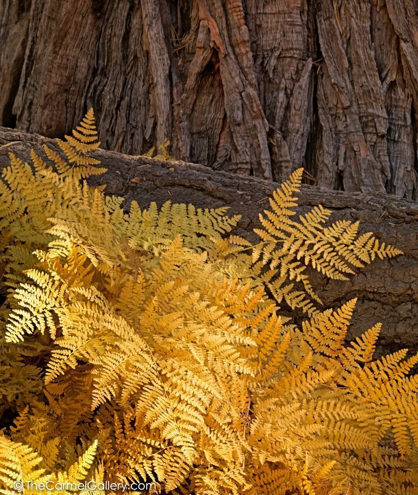 Golden Ferns