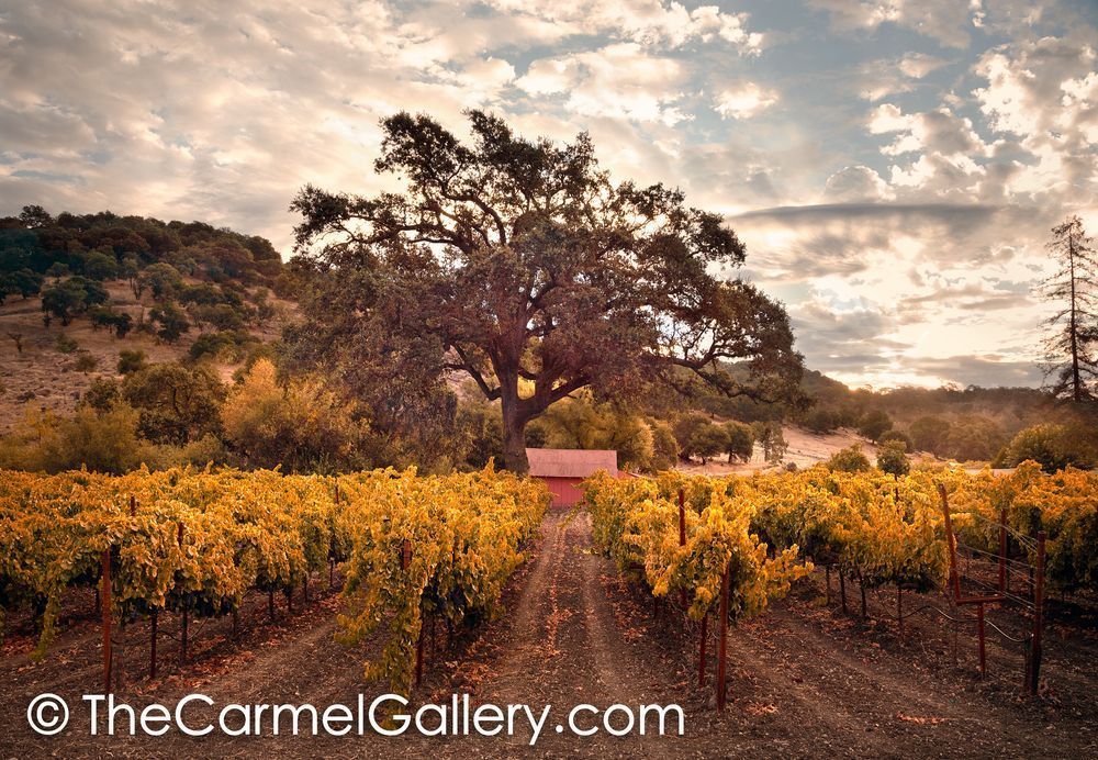 Golden Morning Wine Country