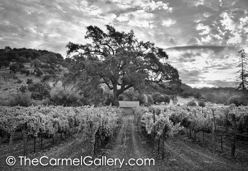 Golden Morning Wine Country BW