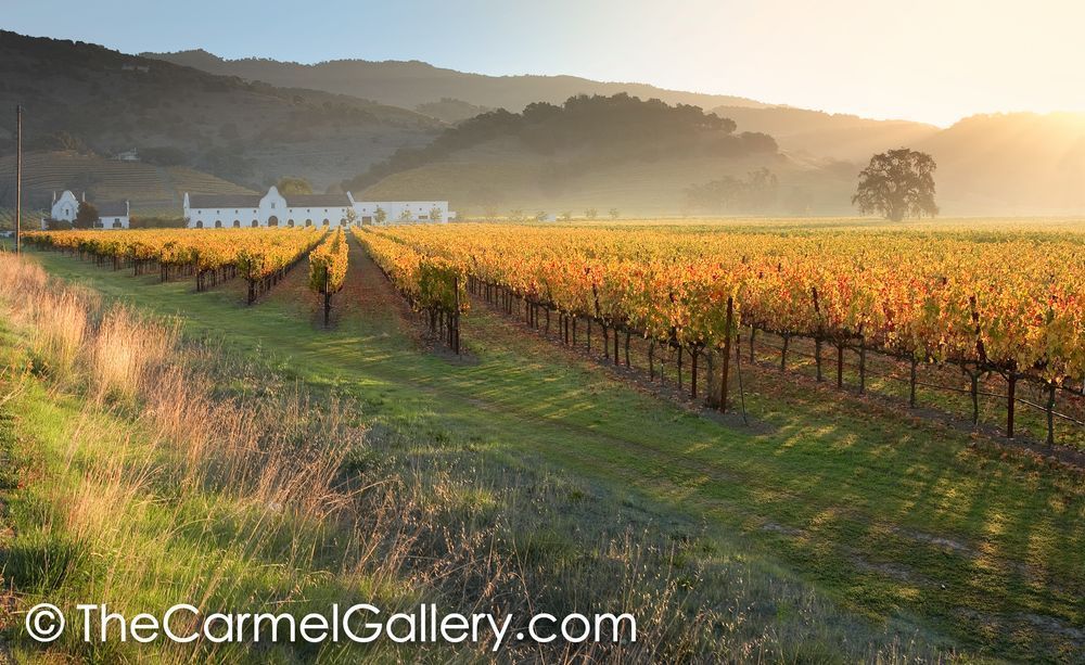 Golden Sunrise Napa