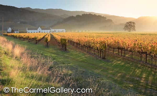 Golden Sunrise Napa