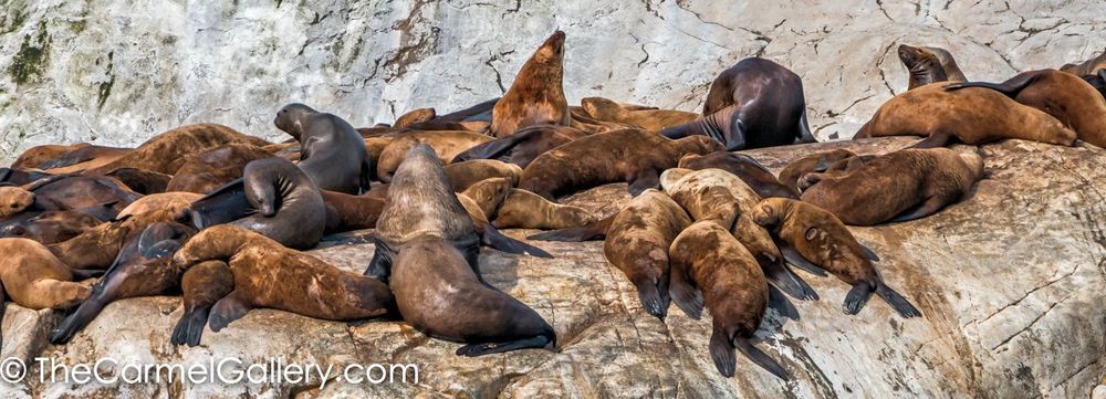 Glacier Bay Sea Lions