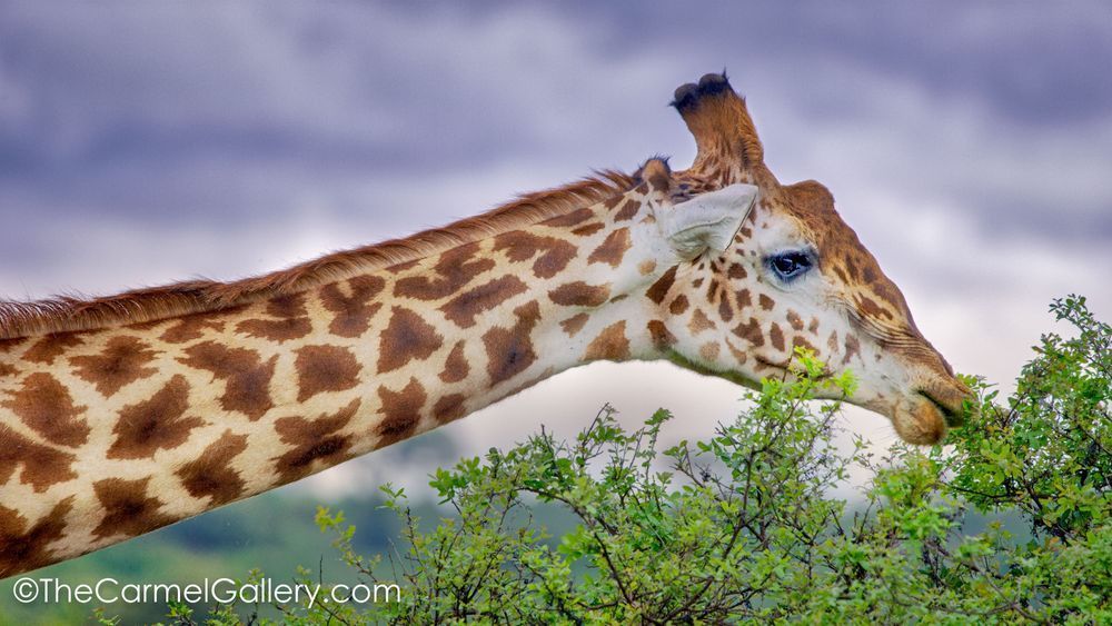 Giraffe art