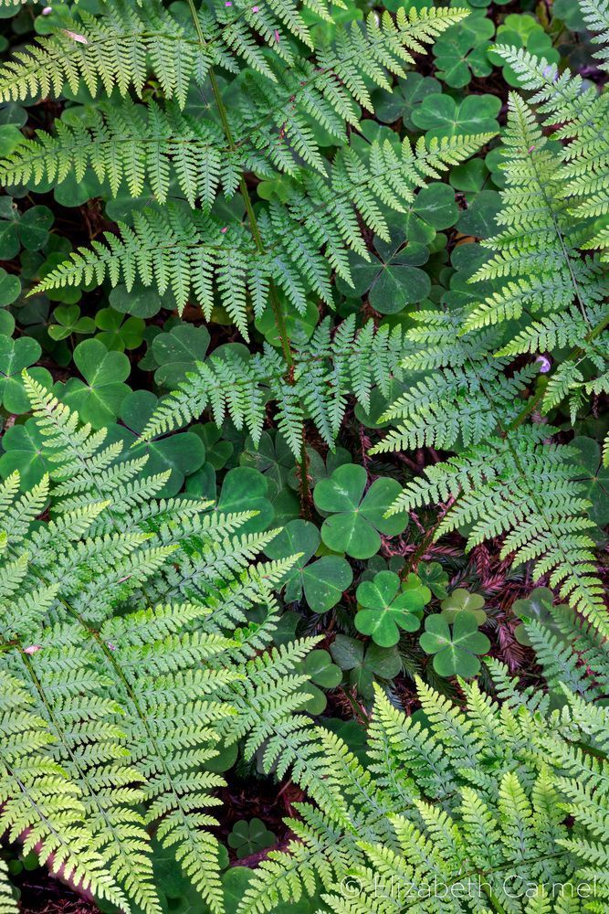 Spring Greens Photography Art | The Carmel Gallery