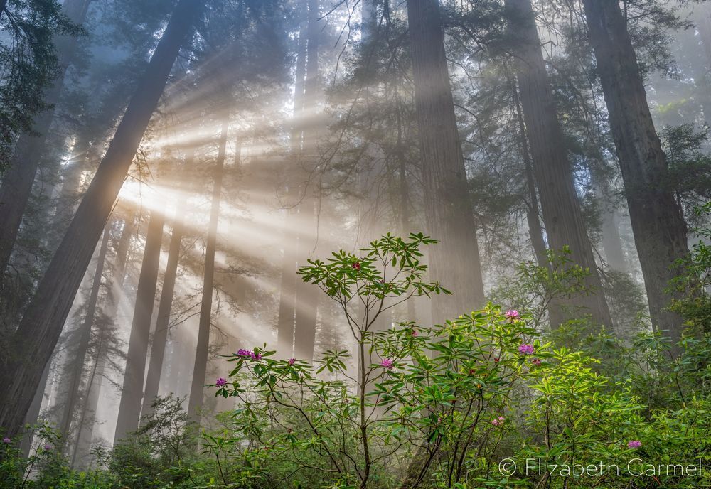 Illumination Photography Art | The Carmel Gallery