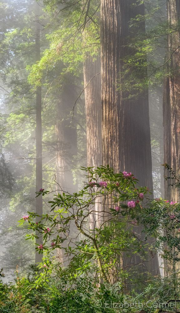 Morning Sun, Redwood Forest Photography Art | The Carmel Gallery