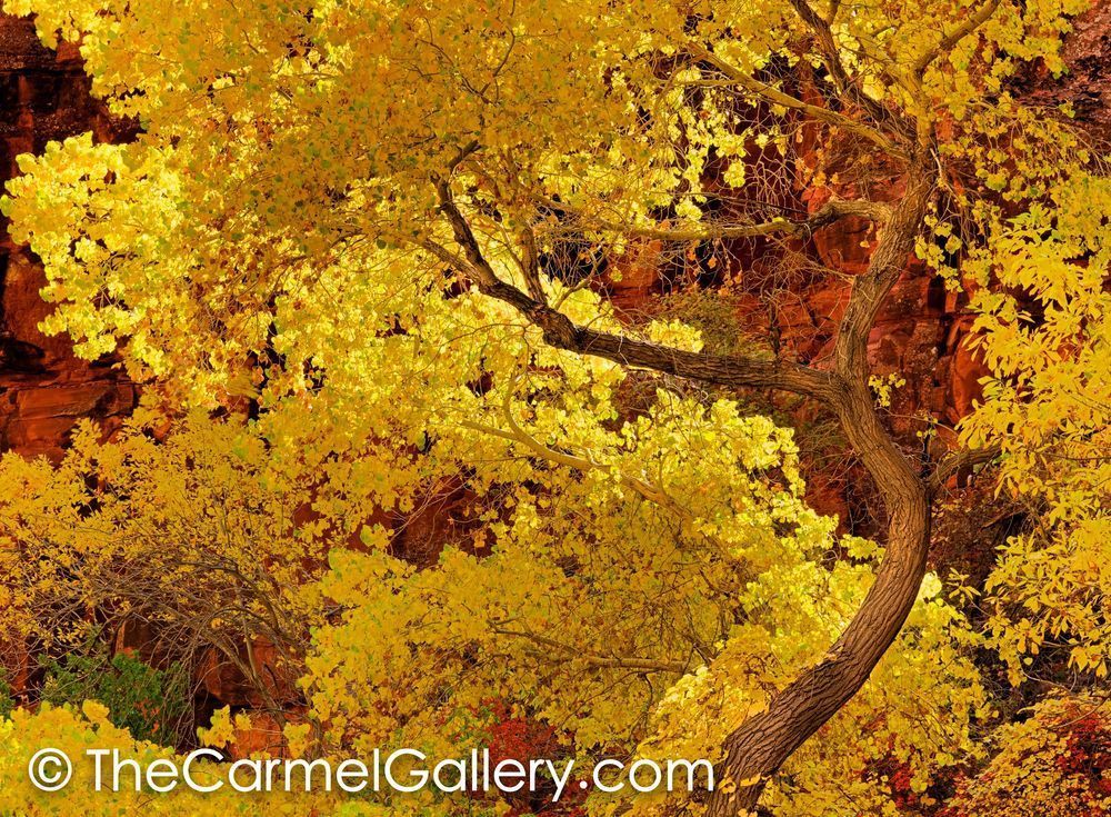 Desert Cottonwood