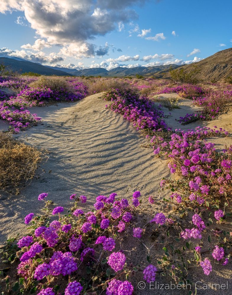 Desert Bloom Photography Art | The Carmel Gallery