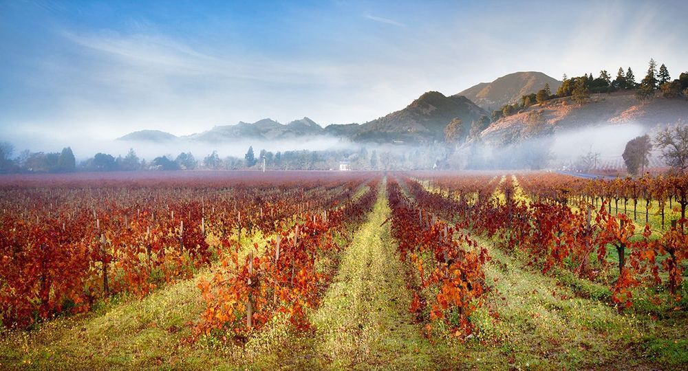 December Bloom Napa Valley Photography Art | The Carmel Gallery