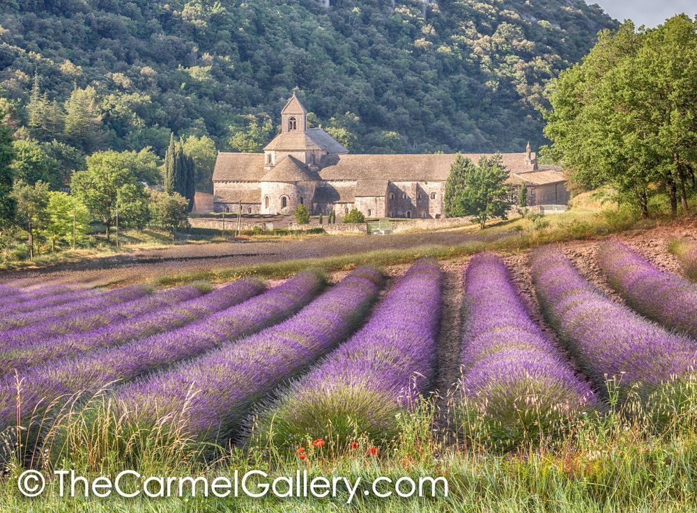 Daybreak Abbey de Senanque