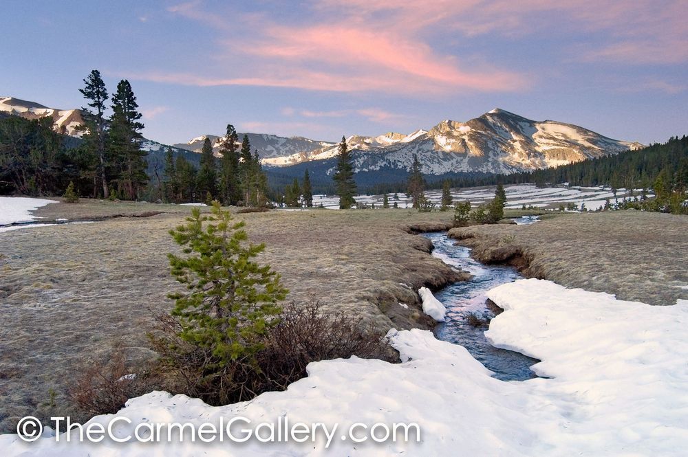 Dawn Dana Meadows